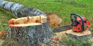 Best Hazardous Tree Removal  in Ridgefield, NJ